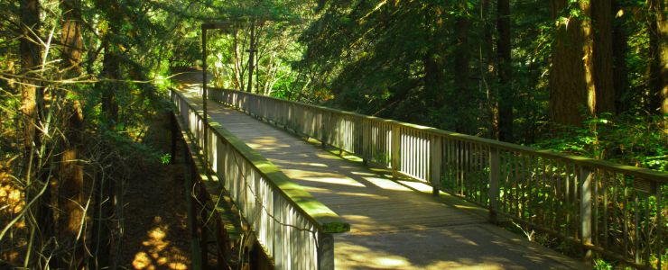 foot bridge in the woods
