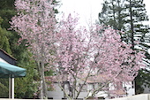 trees with cherry blossoms in Stevenson courtyard